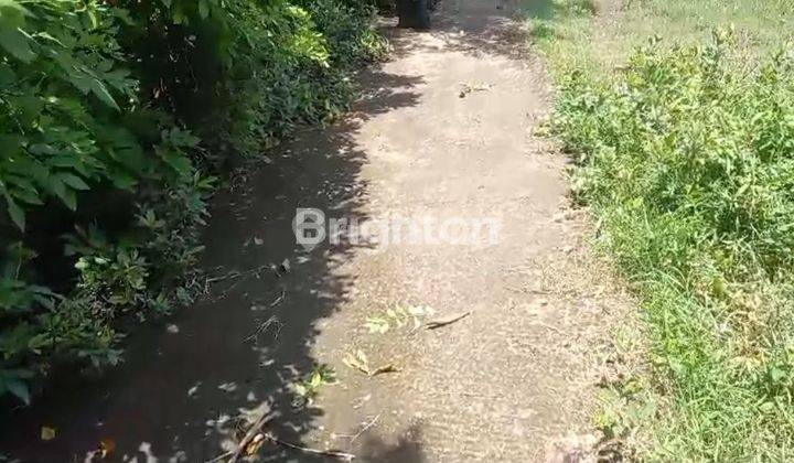 TANAH DATAR DI DAERAH TEGAL BADENG KOTA NEGARA BALI 1