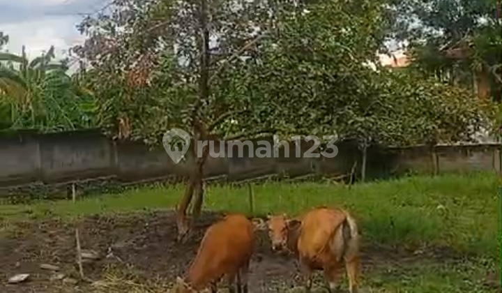 Hot List Top Urgent Cheapest In Its Class For Sale Land Location Pererenan Canggu North Kuta