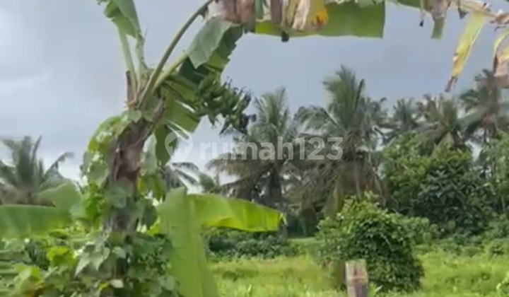 Hot List Top Urgent Cheapest in Its Class For Sale Land with Rice Field, River, and Garden Views Location Mas Ubud Gianyar Hot List Top Urgent Cheapest in Its Class For Sale Land with Rice Field, River, and Garden Views Location Mas Ubud Gianyar