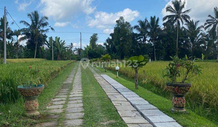 Hot List Top Cheapest Urgent In Its Class For Sale Global Villa Private View Rice Fields Location Marga Tabanan 2