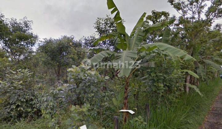 Hot List of Land for Sale at Mount Catur Kintamani Bangli Location 2