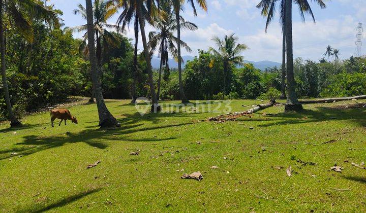 Hot List Di Jual Tanah View Gunung Sawah Hutan Dan Laut Lokasi Antosari Selemadeg Barat Tabanan 1