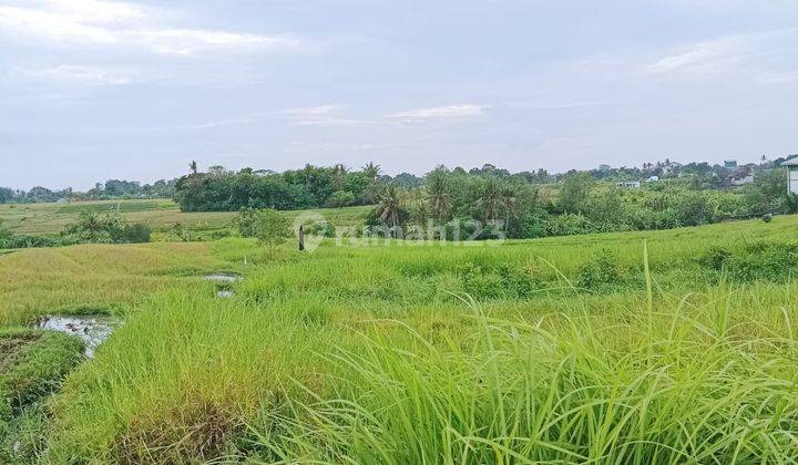 Hot List Top Urgent Termurah Di Kelasnya Di Jual Tanah View Sawah Lokasi Kaba Kaba Tabanan 1