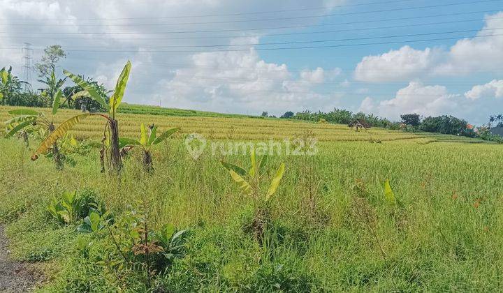 Hot List Top Urgent Cheapest In Its Class For Sale Land View Rice Field Location Cepaka Tabanan 1