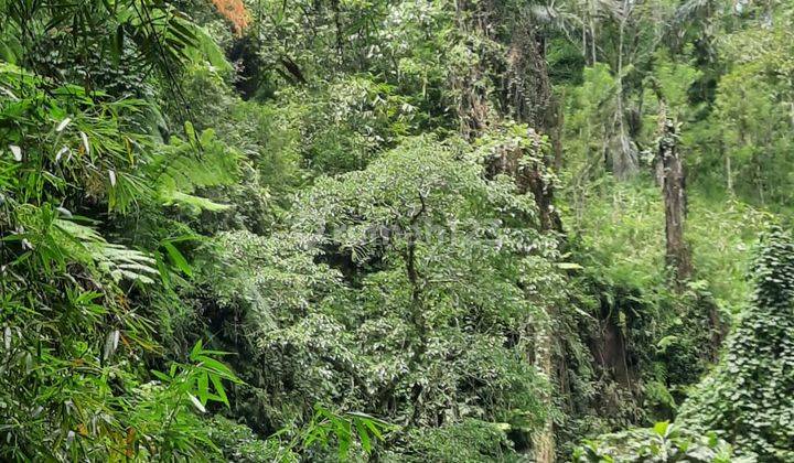 Hot List Di Jual Tanah Los Sungai Bonus Air Terjun Di Dalamnya Lokasi Payangan Ubud Gianyar 2