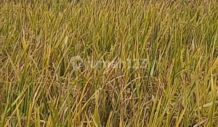 Dijual Tanah Murah dan Strategis di Desa Sarimukti Cibitung