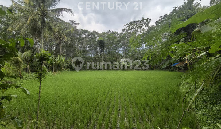 Tanah Sawah Poduktif Di Pinggir Jalan Parakanlima Purwakarta Tanah Sawah Poduktif Di Pinggir Jalan Parakanlima Purwakarta