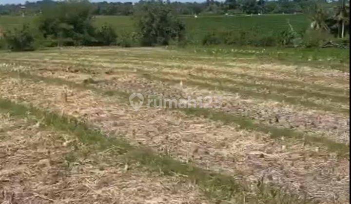 TOP DEAL DI JUAL TANAH SAWAH LOKASI SELEMADEG TIMUR TABANAN 2