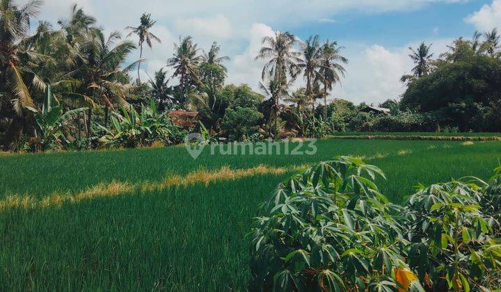 TOP DEAL DI JUAL TANAH VIEW SAWAH LOKASI KEMENUH UBUD GIANYAR 2