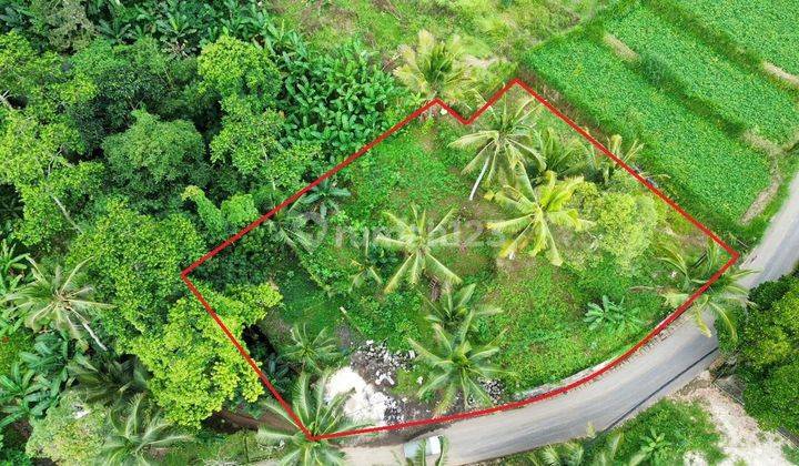 TOP DEAL FOR SALE LAND ON THE SIDE OF THE ROAD LOCATION PAYANGAN UBUD GIANYAR  
 2