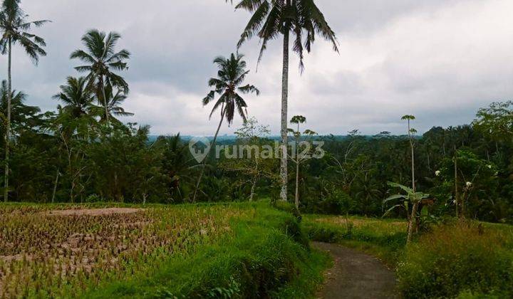 PASTI DEAL DI JUAL TANAH VIEW SAWAH LOKASI TEGALLALANG UBUD GIANYAR 2