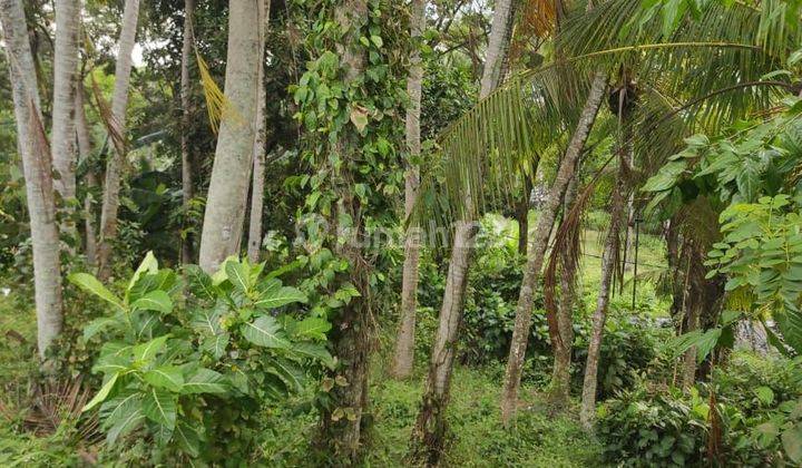 SURE DEAL FOR SALE LAND BESIDE THE ROAD LOCATION BESIDE SELEMADEG TABANAN 2