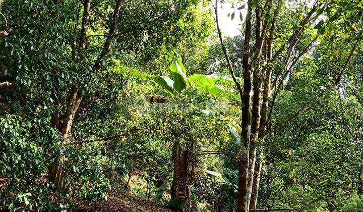 PASTI DEAL DI JUAL TANAH KEBUN CENGKEH VIEW LEMBAH LOKASI TEGAL LINGGAH SUKASADA BULELENG 1