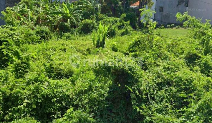 SURE DEAL FOR SALE LAND BONUS BUILDING LOCATION CIUNG WANARA RENON DENPASAR SELATAN