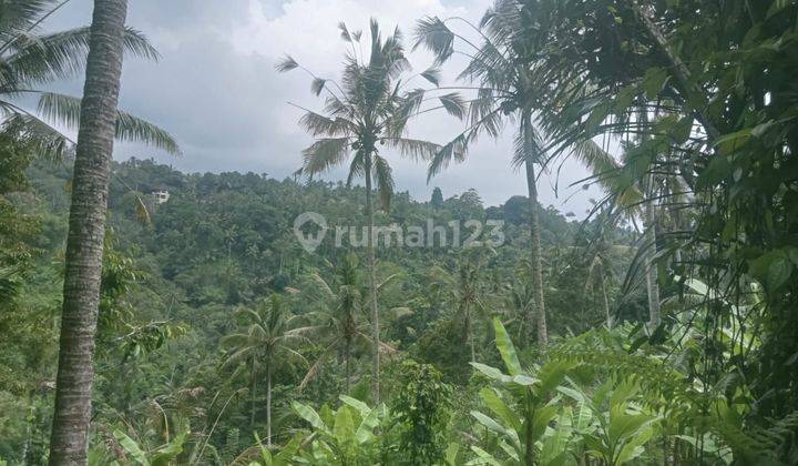 PASTI DEAL DI JUAL TANAH LOKASI TARO TEGALLALANG UBUD GIANYAR 2