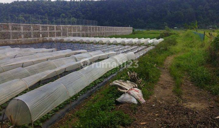 PASTI DEAL DI JUAL TANAH LOSS DANAU BUYAN VIEW DANAU LOKASI PANCASARI SUKASADA BULELENG 2