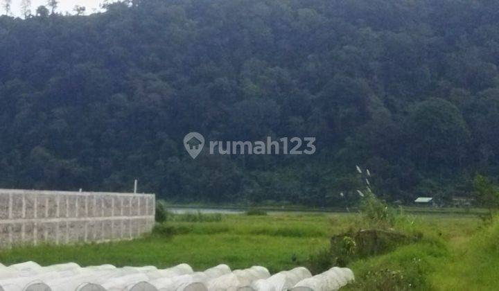 PASTI DEAL DI JUAL TANAH LOSS DANAU BUYAN VIEW DANAU LOKASI PANCASARI SUKASADA BULELENG 1