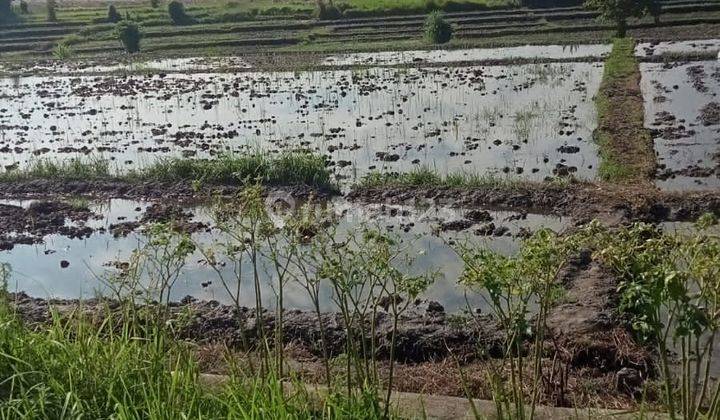 PASTI DEAL DI JUAL TANAH LOKASI VIEW SAWAH NYANYI BERABAN TABANAN  2