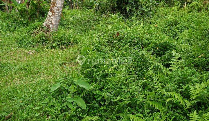 SURE DEAL FOR SALE LAND LOSS SUNGAI PINGGIR ROAD LOCATION PAYANGAN UBUD GIANYAR 2