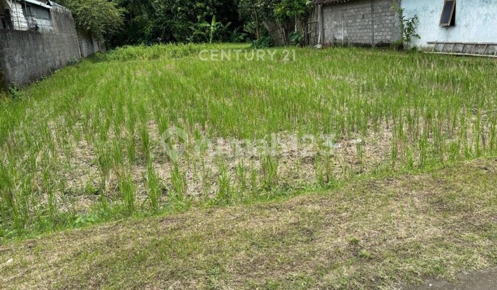 Tanah Luas 895m2 Dekat Wisata Candi Prambanan Cocok Untk Villa Tanah Luas 895m2 Dekat Wisata Candi Prambanan Cocok Untk Villa