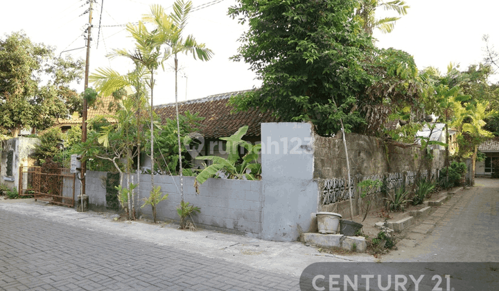 Rumah Joglo Belakang SMP N 7 Tegalrejo Hanya Harga Tanah Saja 2