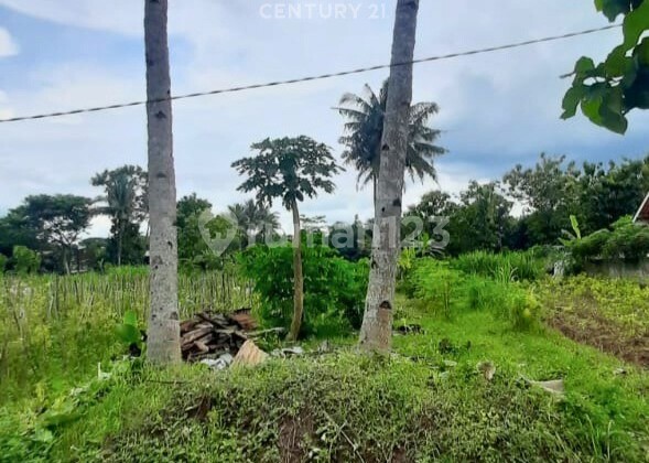 464m2 Paddy Field in Seyegan Near Sleman Regency Office for Residence 464m2 Paddy Field in Seyegan Near Sleman Regency Office for Residence