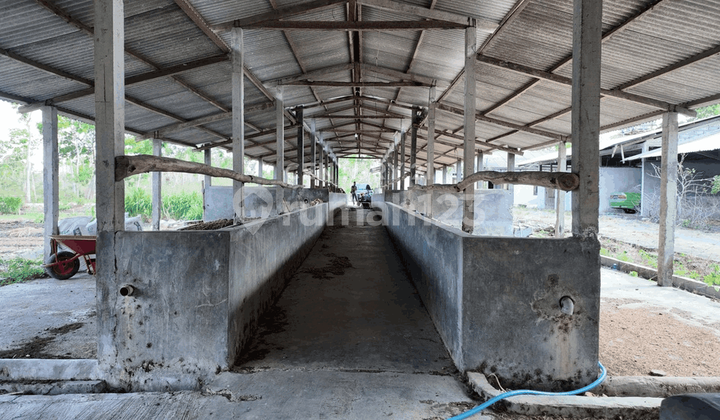 Tanah Bisa Langsung Buka Usaha Ternak Luas 7909 Mtr Di Playen GK