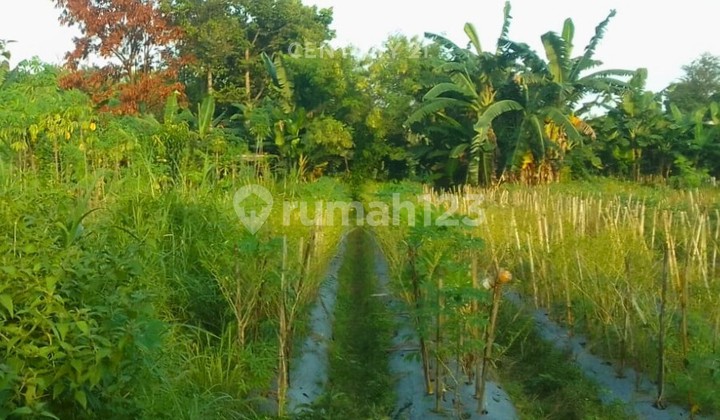 Tanah Luas 3269m2 Di Mlati Hanya 250 M Dari Puskesmas Mlati 2
