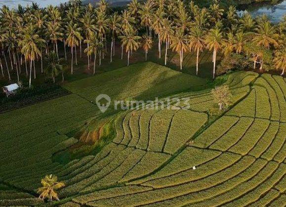 FOR SALE LAND TABANAN 1,95 HECTARES CHEAP PRICE 2