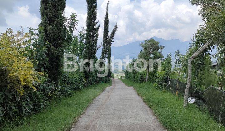 Ruang Usaha View Gunung, Sawah, Kebun Strawberry & Kolam Renang 2