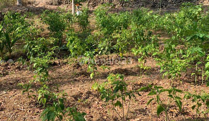 Dijual Lahan Sawah Dekat Pantai di Pacitan Jawa Timur 2