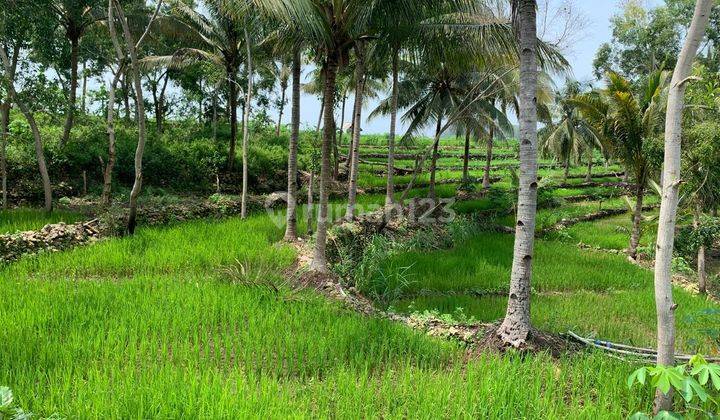 Dijual Lahan Sawah Dekat Pantai di Pacitan Jawa Timur 1