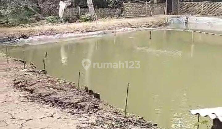 Tanah Berikut Empang Dan Ikan Jl Raya Palka Pabuaran 2