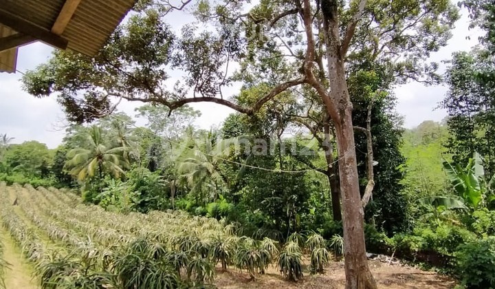 For Sale Dragon Fruit Garden and 1 Unit Villa on Jalan Raya Mancak