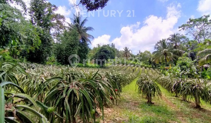 For Sale Dragon Fruit Garden and 1 Unit Villa on Jalan Raya Mancak