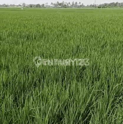 Tanah Sawah Tasikardi Dekat Alun Alun Dan Banten Lama 2