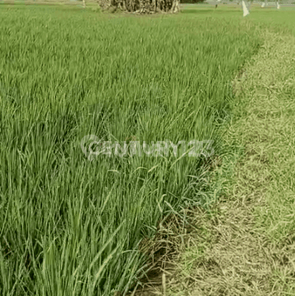 Tanah Sawah Tasikardi Dekat Alun Alun Dan Banten Lama 1