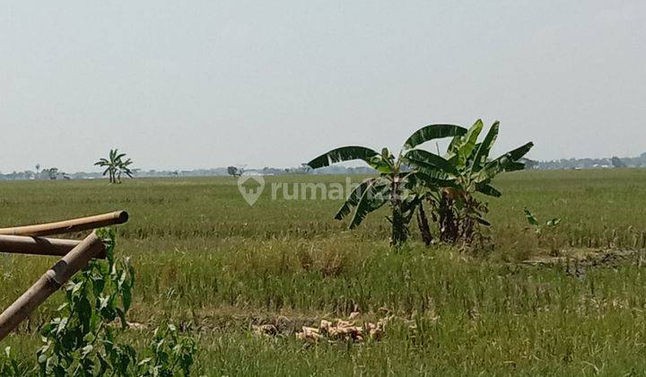 Tanah Sawah Mmasih Produktif Di Kasemen Kampung Margaluyu 1