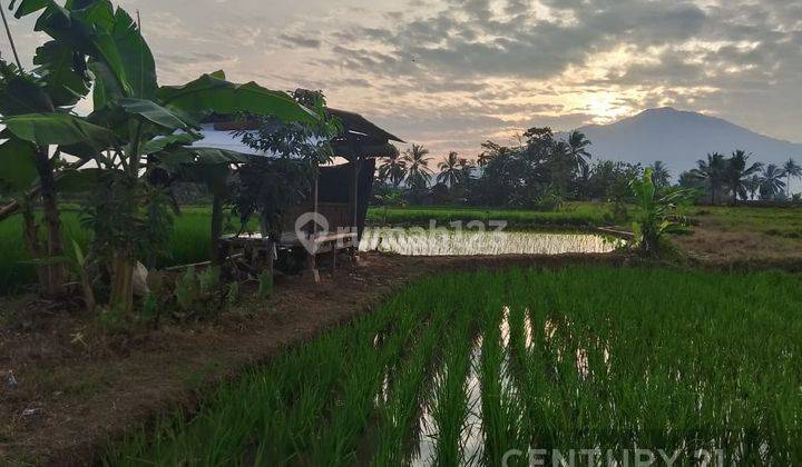 Tanah Sawah Produktif Cimanuk Labuan Nego Sampai Deal 1