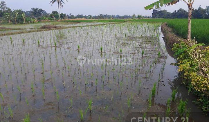 Tanah Sawah Produktif Cimanuk Labuan Harga Miring 1