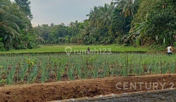 Tanah Sawah Produktif Harga Miring Nego Halus 1