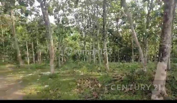 Tanah Berikut Pohon Durian Dan Jati Lebak 2