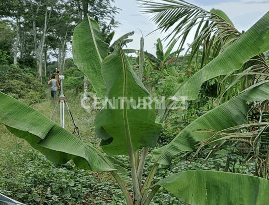 Tanah Kebon Lebak Dekat Perumahan Citra Maja Tanah Kebon Lebak Dekat Perumahan Citra Maja