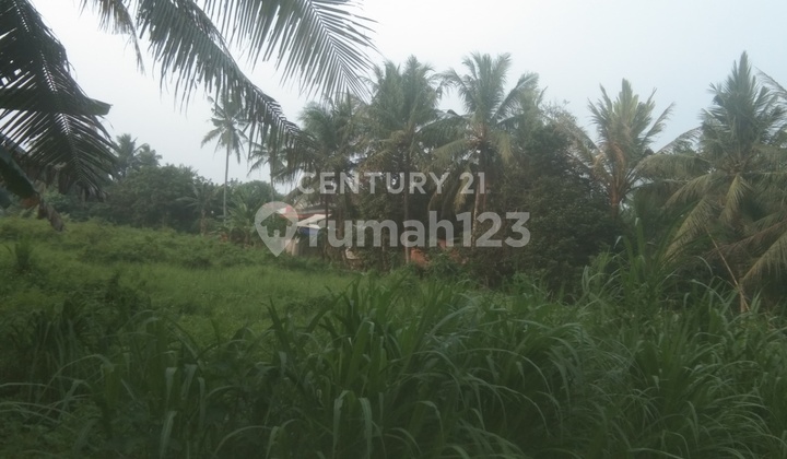 Tanah Ds Tobat Balaraja Nego Sampai Deal