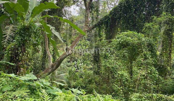 For Sale Land View Jungle Area Ubud 2500 SHM Land 1