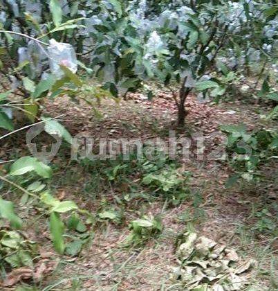 Lahan Cibarusa 4200m Izin Bangun Perumahan Subsidi di Bekasi 1