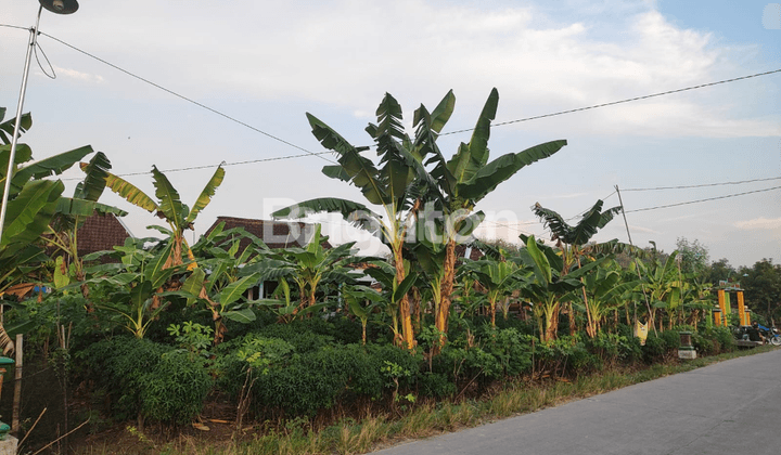 TANAH DI GROBOGAN JAWA TENGAH 1