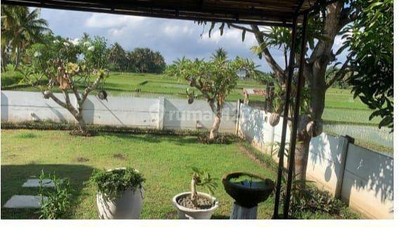 PASTI DEAL DI JUAL TANAH VIEW SAWAH LOKASI JALAN PANTAI PURNAMA SUKAWATI GIANYAR 2