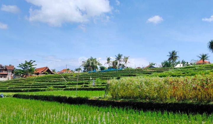 PASTI DEAL DI JUAL TANAH VIEW SUNGAI & SAWAH LOKASI NYANYI BERABAN TABANAN 2