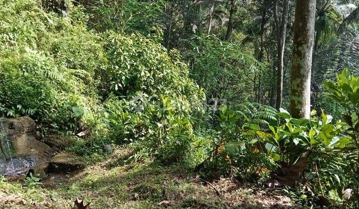 SURE DEAL FOR SALE LAND LOSS SUNGAI VIEW VALLEY & FOREST LOCATION TEGALLALANG UBUD GIANYAR 
 1